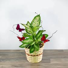 Image result for beautiful dieffenbachia
