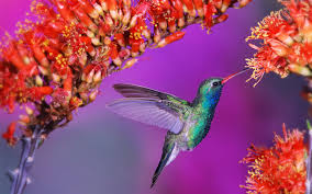 Hd Wallpaper Birds And Flowers Hummingbird Wallpapers Hd Wallpapers Hummingbird Pictures Birds Wallpaper Hd Beautiful Bird Wallpaper