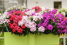 Verbenen Mix Fur Den Balkon Bestehend Aus Samira Up Violet Eye Samira Up Magenta Splash Und Samira Up Cherry Eye Pflanzideen Balkonkasten Pflanzen