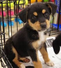 German shepherd rottweiler mix puppies for sale near me. German Shepherd Beagle Mix Puppies For Sale Zoe Fans Blog Beagle Mix Puppies Rottweiler Mix Puppies
