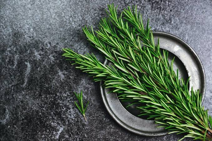 Cây hương thảo có tác dụng gì? | Vinmec