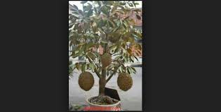 Cara menanam durian ini telah dilakukan oleh salah satu mitra kami yang bernama bapak yudi, dari batang. Bonsai Durian Cara Jitu Menanam Tanaman Durian Cepat Berbuah Dalam Pot Bennisobekti Com