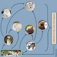 A Simple Explanation Of The Food Chain In The Tundra Region Science Struck Polar Animals Arctic Animals Arctic Habitat