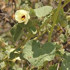 Image result for Pavonia senegalensis