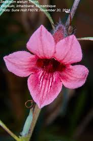 Image result for Sesamum alatum