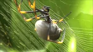 In this chapter, we will see the basics of orb. Australian Golden Orb Weaver Spider Spinning It S Web Youtube