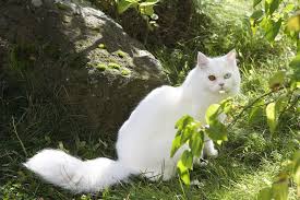 Check spelling or type a new query. çŒ«å®¶çŒ«æ¬§æ´²çŸ­æ¯› Pixabayä¸Šçš„å…è´¹ç…§ç‰‡