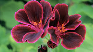 Maybe you would like to learn more about one of these? The Best Time To Plant Out Annuals Financial Times