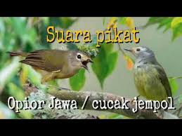 We did not find results for: Video Suara Pikat Burung Opior Jawa Top Guidelines Of Video Music Dowload Music Broadcast