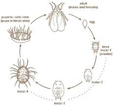 Direct damage is caused through their feeding, which removes plant sap and stunts plant growth, especially in young plants. 13 White Fly Lnsect Control Ideas Garden Pests Gardening Tips White Flies