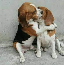 If you are interested in our beagle puppies, please contact us to sign up on the list. 38 Beagle Colors Ideas Beagle Beagle Colors Beagle Puppy