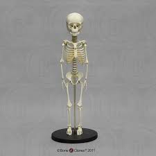 Articulated Human Archaic 5 Year Old Child Skeleton Child Skeleton Oldest Child 5 Year Olds