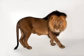 African lion, facts and photos | National Geographic