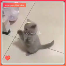 15 Begenme 0 Yorum Instagram Da Dokun Izle Dokunizle Ama Cok Minnos Bu Yaa Credit Unknown Copyright Dokunizle36 Gmail Co Dokuma Izleme Instagram