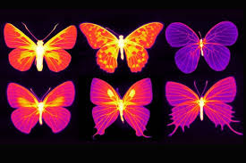 If you have your own one, just send us the image and we will show. Cool Butterfly Effect Insect Equipment Could Inspire Heat Radiating Tech Scientific American