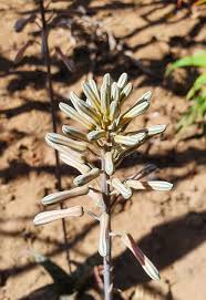 Image result for Aloe cameronii × greatheadii