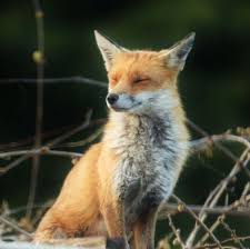 We did not find results for: Pictures Of Adorable Foxes Out With Their Cubs To Find Food In Swindon Swindon Advertiser