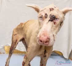 Feed friends foundation received an urgent call for help for an emaciated dog that was found stuck we are so grateful for everyone who has been involved in saving alex. Bond Set For Owner Of Lou The Doberman Emaciated Dog Who Died
