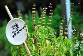 This was our first time at thai basil after some neighbors shared positive feedback. Buying Herbs Sungai Buloh Che Cheh