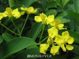 If you have sunny window sills, be sure to give one of these blooming indoor plants a try. Butterfly Vine Vines Showy Flowers Evergreen Vines