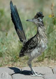 It is a division of star cinema. Grande Roadrunner Celeiro De Passaros De Jay Beautiful Birds Arizona Birds Pet Birds