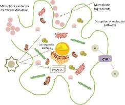 The Schematic Drawing Of Micro Plastics Entering A Cell Through The Download Scientific Diagram
