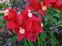 Image result for Bougainvillea