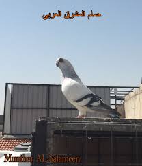 بوز حبك منتج animals bird parrot