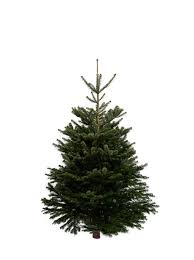We did not find results for: Nordmann Fir Real Christmas Tree 6ft Pines And Needles