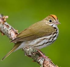 Birds Of Central Illinois Ovenbird First Seen In My Yard In Urbana Il In 2011 Bird Breeds Bird Photo Birds Of America