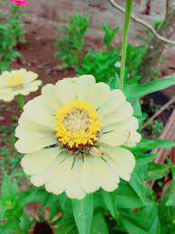 Bunga matahari teddy bear memiliki warna kuning tua cenderung jingga dan tingginya kurang dari 1 meter. Wild Wildflower Species Jenis Bunga Matahari Liar Steemkr