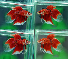 Male Veiltail Betta Fish Tank Betta Betta Fish