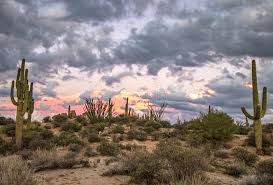 Where to see a saguaro cactus in phoenix. 1 795 Phoenix Area Photos Free Royalty Free Stock Photos From Dreamstime