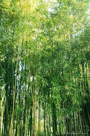 Bamboo Forest Monet S Garden Tropical Rainforest Fast Growing Plants Bamboo Forest