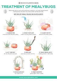 Join my discord channel and express your love of. How To Get Rid Of Mealybugs On Succulents Plants Mealy Bugs Indoor Plant Care