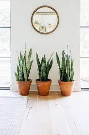 Pinterest Xokathrynnicole Plant Decor Indoor Plants Snake Plant Indoor