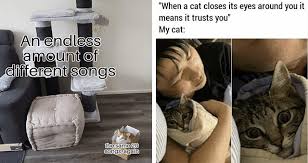 Check spelling or type a new query. I Can Has Cheezburger Caturday Funny Animals Online Cheezburger