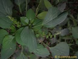 Image result for Acalypha lanceolata