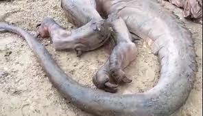 Beliefs about dragons vary considerably through regions. Real Dragon Found Discovered Dragon Sighting In Tibet 100 Proof Video Dailymotion