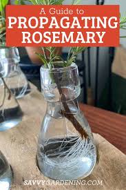Image result for rosemary cuttings