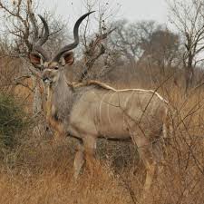 Kudu Kruger National Park South Africa Kruger National Park National Parks Animals