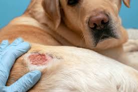 Image result for scabies dogs detail