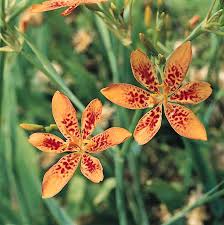 Every little detail is there. Blackberry Lily Seeds Iris Domestica Swallowtail Garden Seeds