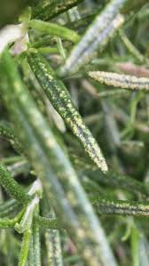 Other leaves had black spots. What S Causing The Yellow Spots On My Rosemary Gardening Landscaping Stack Exchange