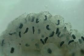 Die laichbereitschaft der karpfen wird in erster linie durch die wassertemperatur verursacht. Wann Laichen Frosche