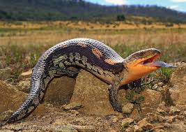 There are many species and subspecies including beautiful northern blue tongue skinks for sale available so you must be sure to have. Northern Blue Tongue Skink Terarium Pets Wikia Fandom