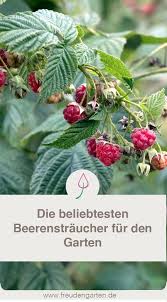 Naschgarten Mit Beerenstrauchern Straucher Garten Beerenstraucher Und Bienenfreundlicher Garten