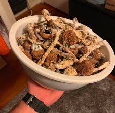 It doesn't have such a quick development rate likewise with numerous other psilocybin cubensis strains, which implies the golden teacher is frequently relatively more impressive than. Magicmushrooms Available Golden Teacher Albino Penis Envy Wickr Califo20