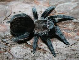 Mexican Black Velvet Tarantula Brachypelma Schroederi Tarantula Pet Tarantula Low Maintenance Pets
