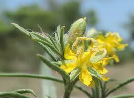 Image result for Vahlia